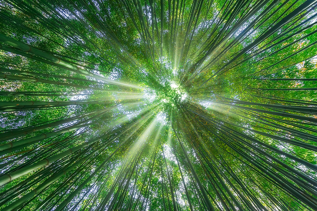 Bamboo Top view